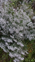 Eupatorium serotinum