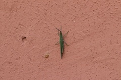 Orthoptera