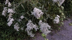 Eupatorium serotinum