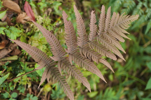 Dryopteris varia iNat (1)