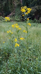 Verbesina alternifolia