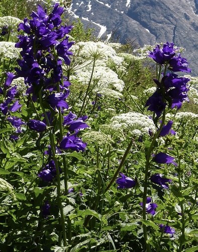 zvonček širokolistý (Campanula latifolia)