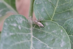 Araneae