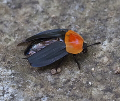 Necrophila brunnicollis