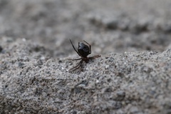 Araneae