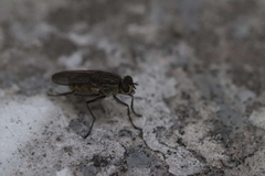 Diptera