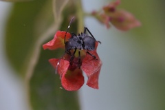 Insecta