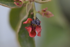 Insecta