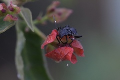 Insecta