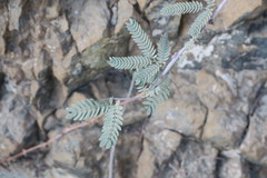 Prosopis cineraria