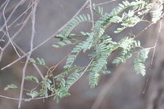 Prosopis cineraria