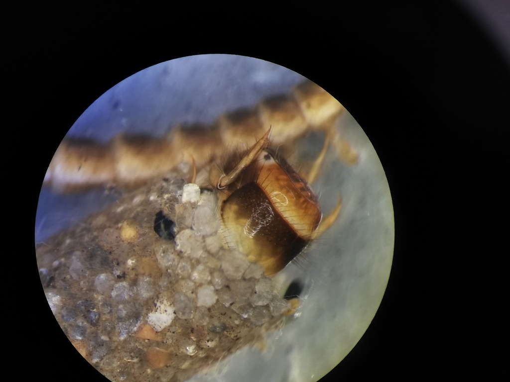 Notidobia ciliaris