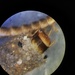 Notidobia ciliaris - Photo (c) Kim P.-Schmidt, algunos derechos reservados (CC BY), subido por Kim P.-Schmidt