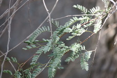 Prosopis cineraria
