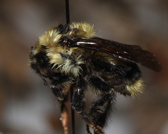 Bombus sandersoni