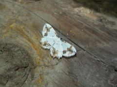 Eversmannia exornata