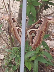 Attacus atlas