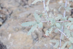 Prosopis cineraria