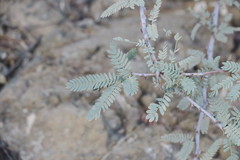 Prosopis cineraria