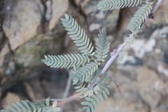 Prosopis cineraria