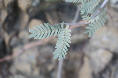 Prosopis cineraria