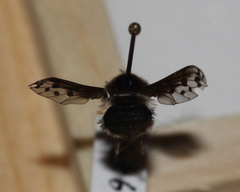 Bombylius pygmaeus