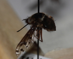 Bombylius pygmaeus