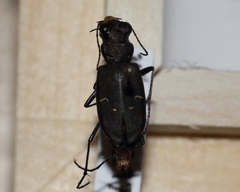 Cicindela longilabris
