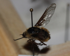 Bombylius mexicanus