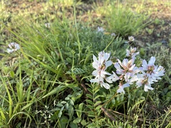 Astragalus distortus distortus