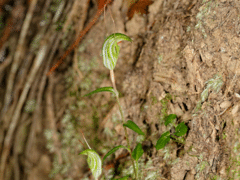 Pterostylis alobula
