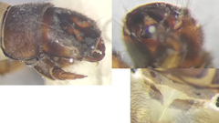 Hydropsyche saxonica