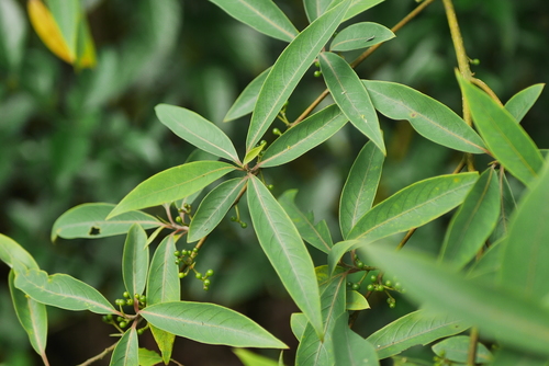 Litsea cubeba iNat (3)