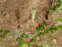 Pterostylis alobula