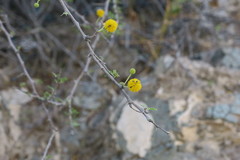 Vachellia flava
