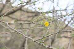 Vachellia flava