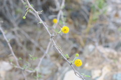 Vachellia flava
