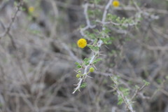 Vachellia flava