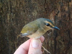 Myiothlypis rivularis