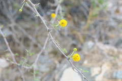Vachellia flava