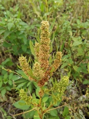 Rumex trisetifer