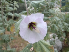 Malva subovata