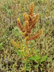 Rumex trisetifer