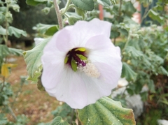 Malva subovata