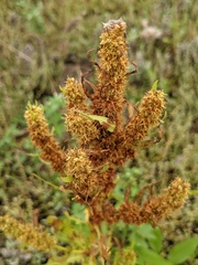 Rumex trisetifer