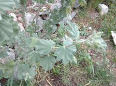 Malva subovata