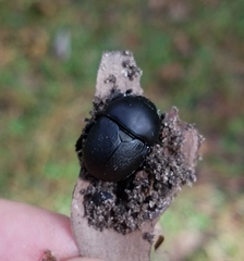 Geotrupes opacus