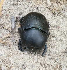 Geotrupes opacus