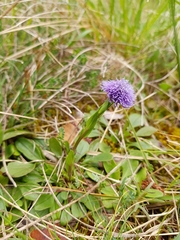 Globularia