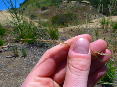 Stipa
